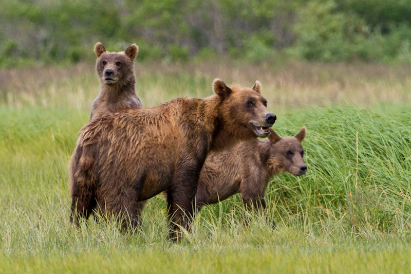 Grizzly Bear Sow And Cubs